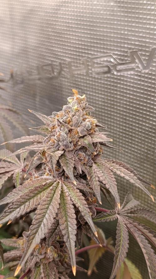 Cherry strudel Sherbisnky/Sensi seeds. Week 15