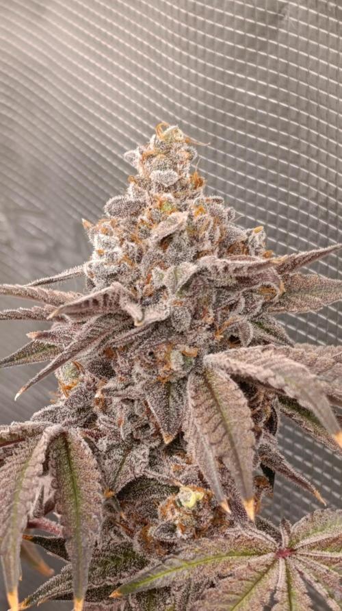Cherry strudel Sherbisnky/Sensi seeds. Week 15