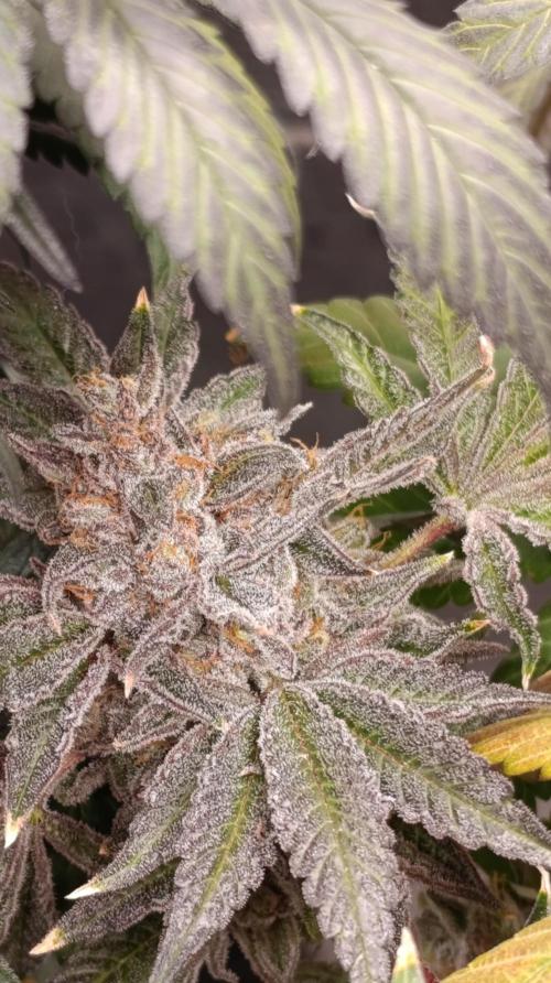 Cherry strudel Sherbisnky/Sensi seeds. Week 15