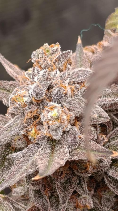Cherry strudel Sherbisnky/Sensi seeds. Week 15