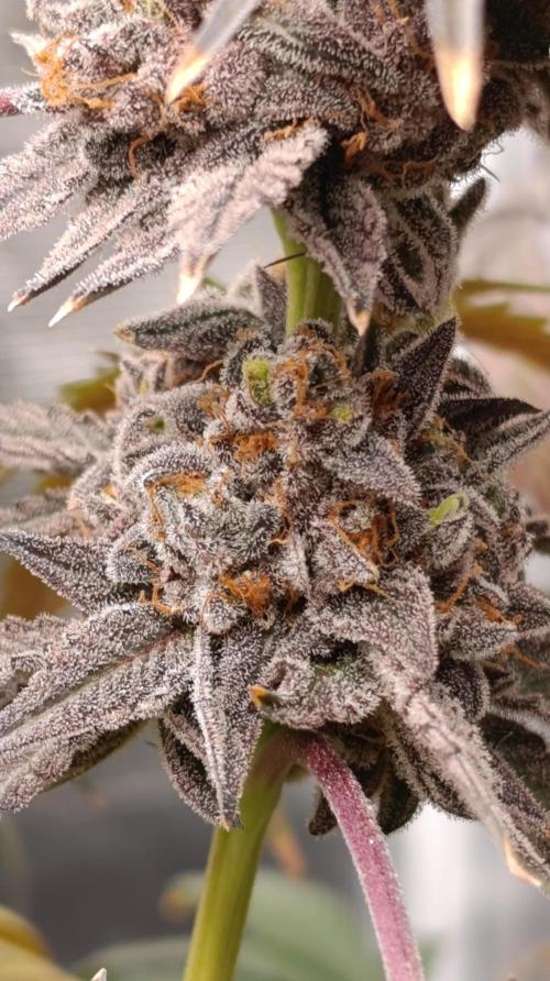 Cherry strudel Sherbisnky/Sensi seeds. Week 15