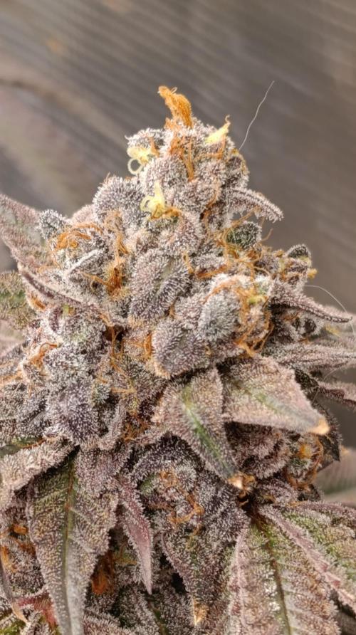 Cherry strudel Sherbisnky/Sensi seeds. Week 15