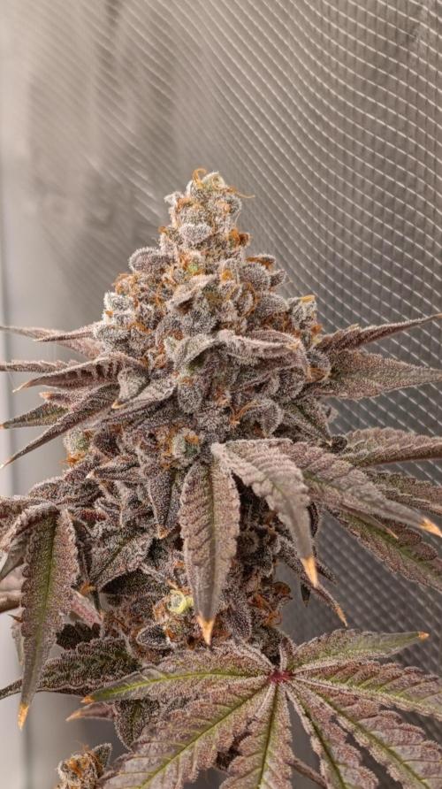 Cherry strudel Sherbisnky/Sensi seeds. Week 15