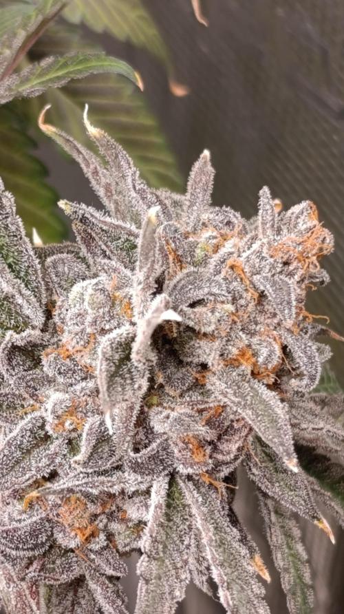 Cherry Strudel. Week 15
