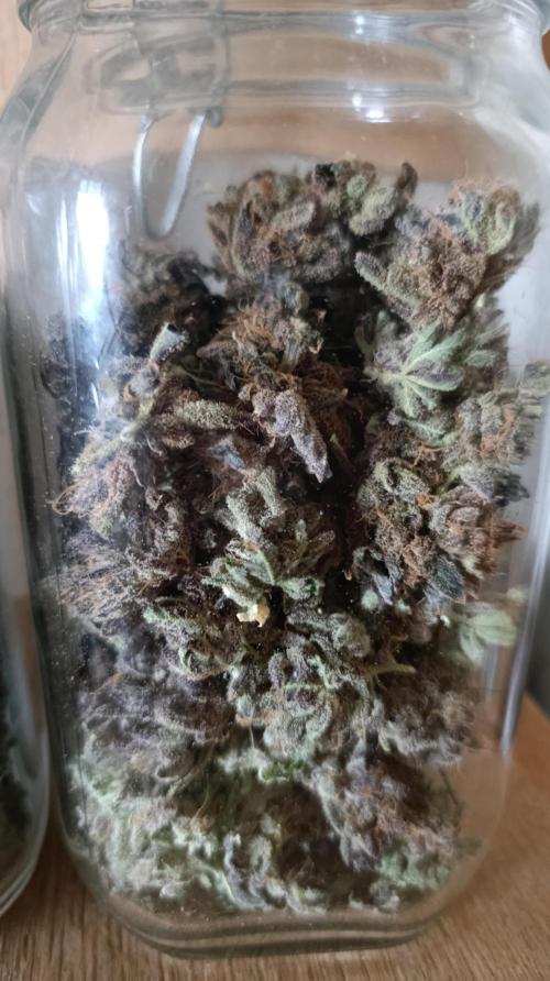 Candy breath Paradise seeds DWC. Week 16