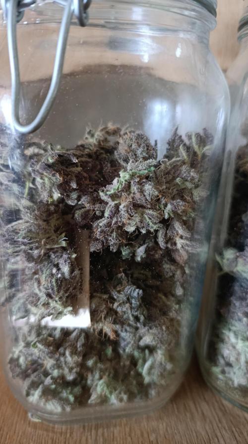 Candy breath Paradise seeds DWC. Week 16