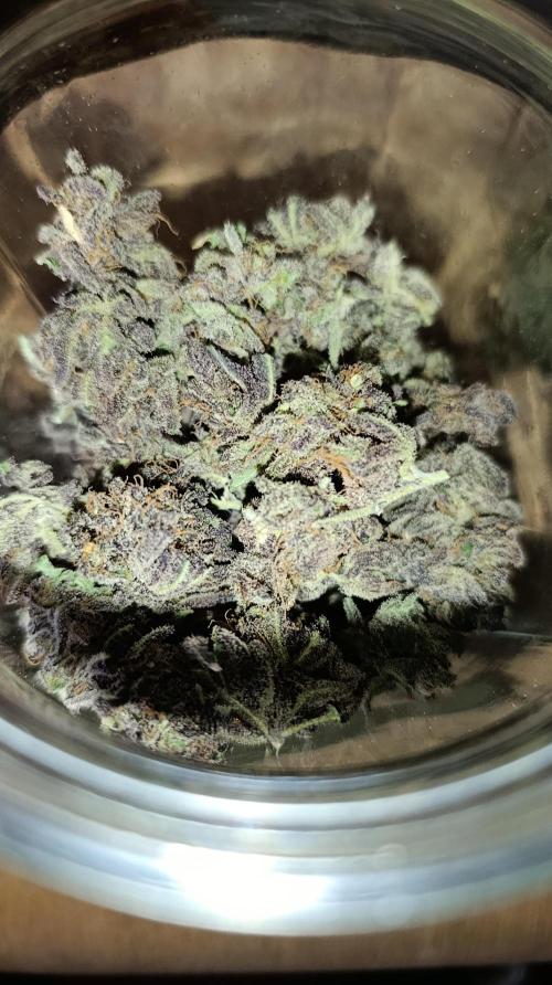 Candy breath Paradise seeds DWC. Week 16