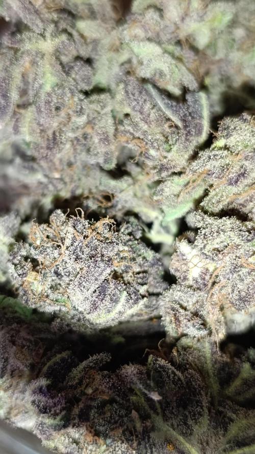 Candy breath Paradise seeds DWC. Week 16
