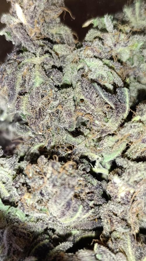 Candy breath Paradise seeds DWC. Week 16