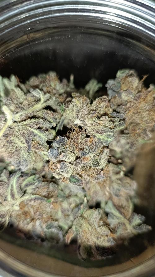 Candy breath Paradise seeds DWC. Week 16