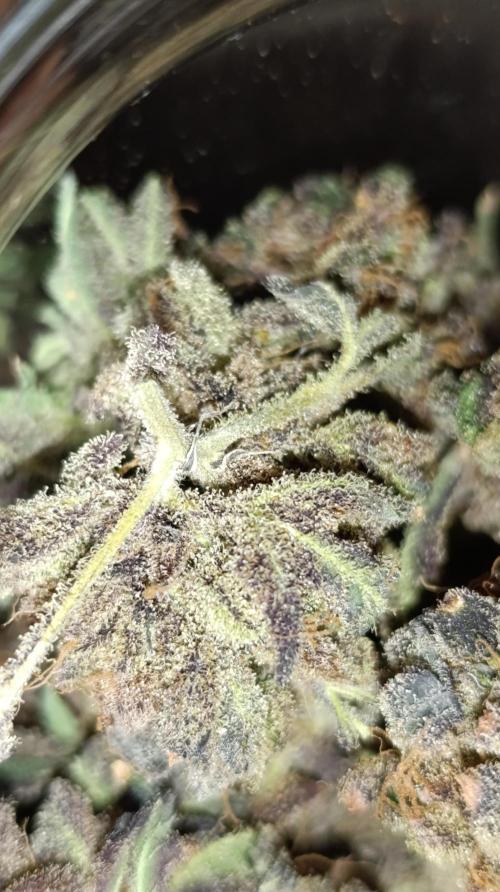 Candy breath Paradise seeds DWC. Week 16