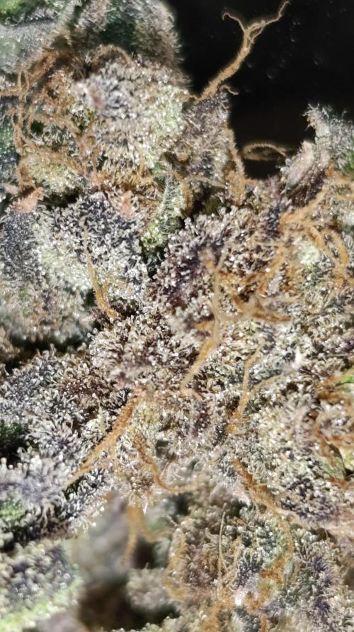 Candy breath Paradise seeds DWC. Week 16