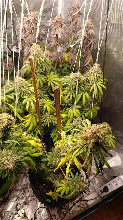 Malasana cookies/Exotic seeds. Week 16