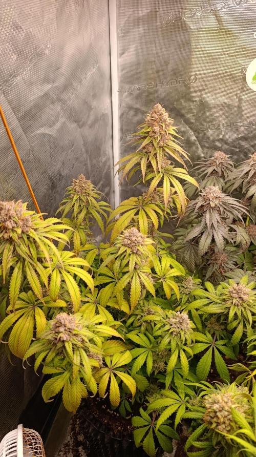 Malasana cookies/Exotic seeds. Week 16