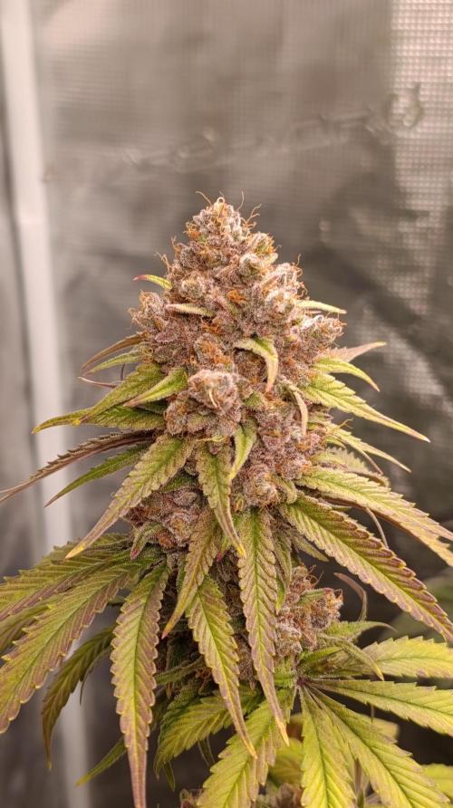 Malasana cookies/Exotic seeds. Week 16