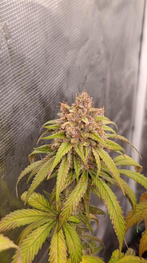 Malasana cookies/Exotic seeds. Week 16