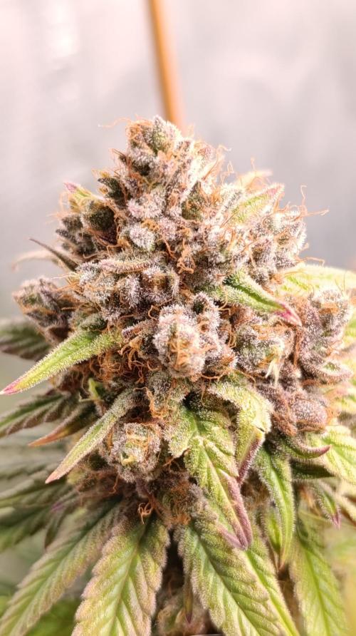 Malasana cookies/Exotic seeds. Week 16