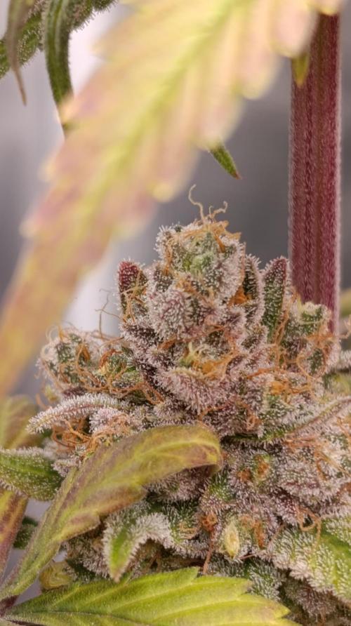 Malasana cookies/Exotic seeds. Week 16