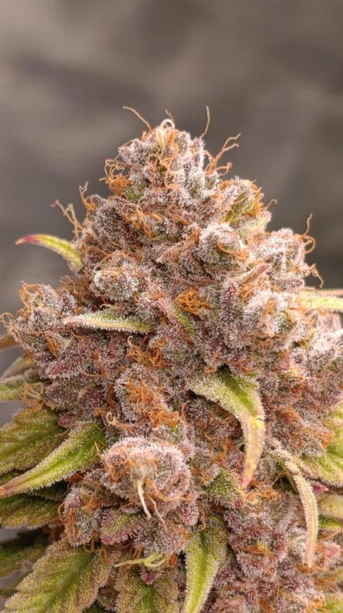 Malasana cookies/Exotic seeds. Week 16