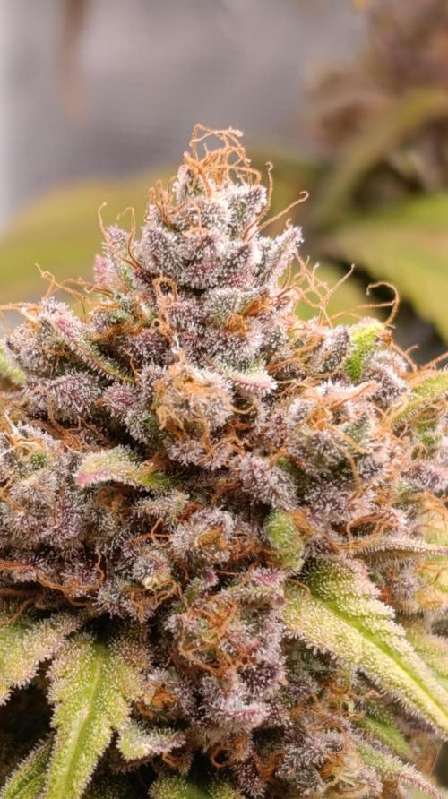 Malasana cookies/Exotic seeds. Week 16