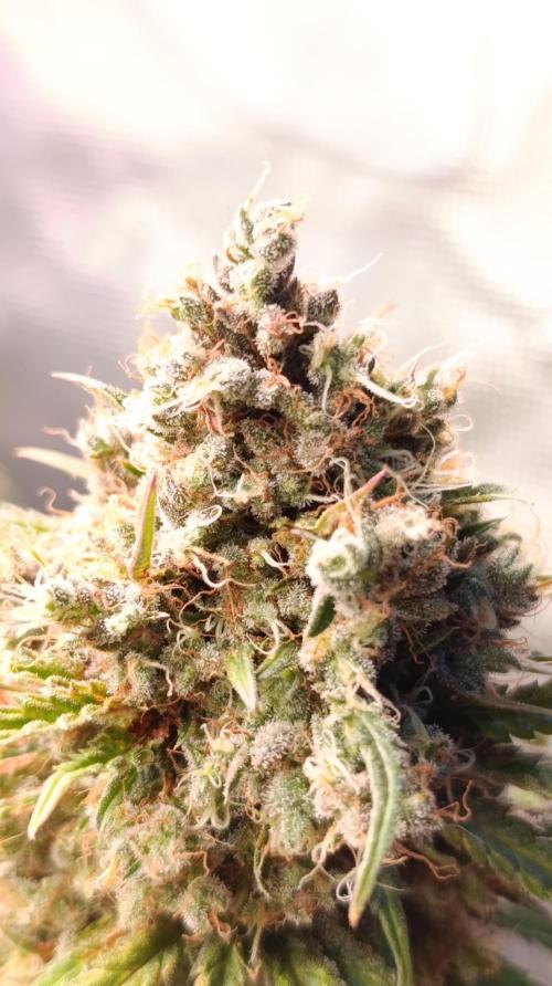 Malasana cookies/Exotic seeds. Week 16