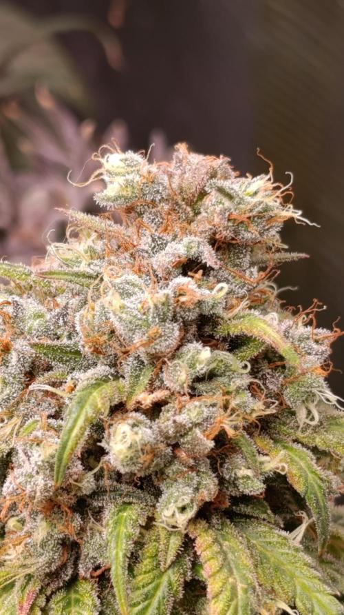 Malasana cookies/Exotic seeds. Week 16