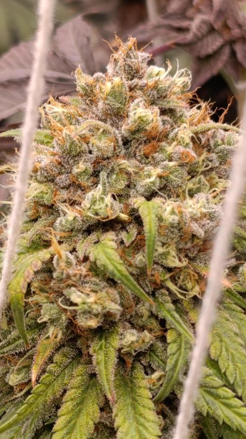 Malasana cookies/Exotic seeds. Week 16