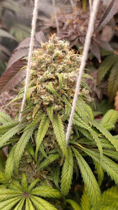 Malasana cookies/Exotic seeds. Week 16