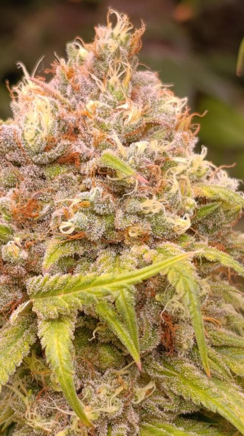 Malasana cookies/Exotic seeds. Week 16