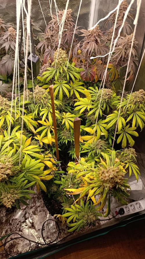Malasana cookies/Exotic seeds. Week 16