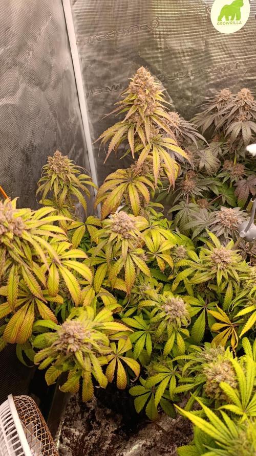 Malasana cookies/Exotic seeds. Week 16
