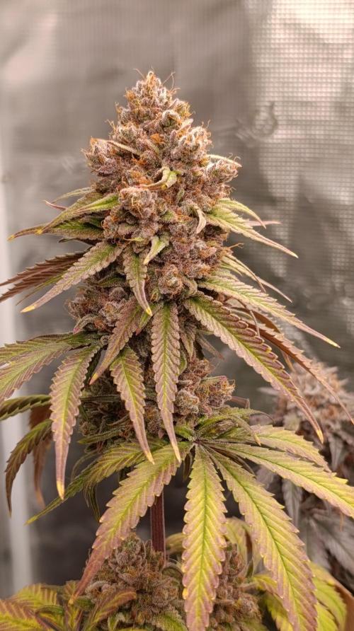 Malasana cookies/Exotic seeds. Week 16