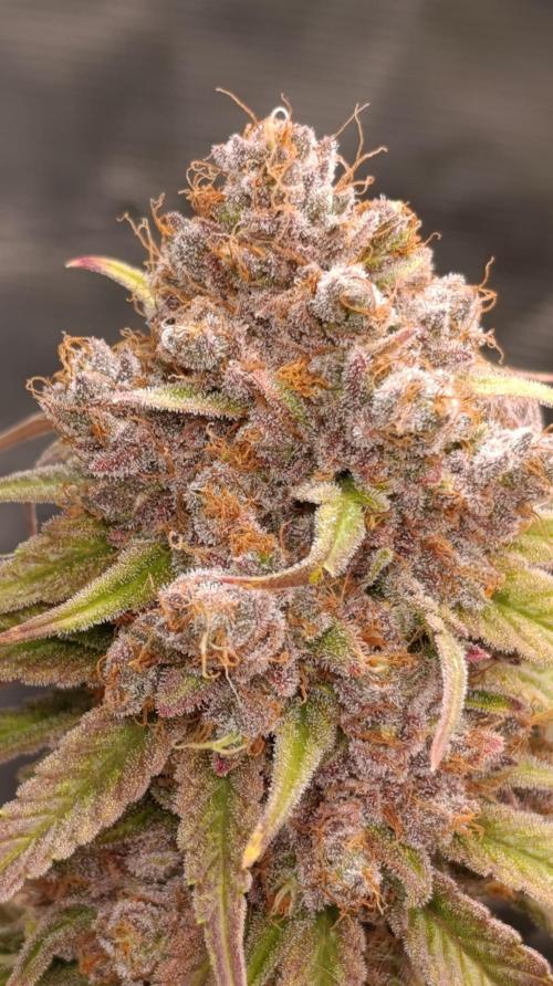 Malasana cookies/Exotic seeds. Week 16