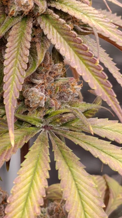 Malasana cookies/Exotic seeds. Week 16