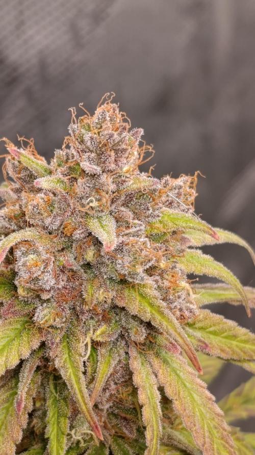Malasana cookies/Exotic seeds. Week 16