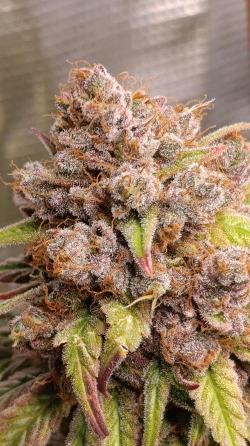 Malasana cookies/Exotic seeds. Week 16
