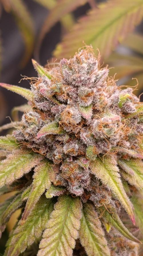 Malasana cookies/Exotic seeds. Week 16