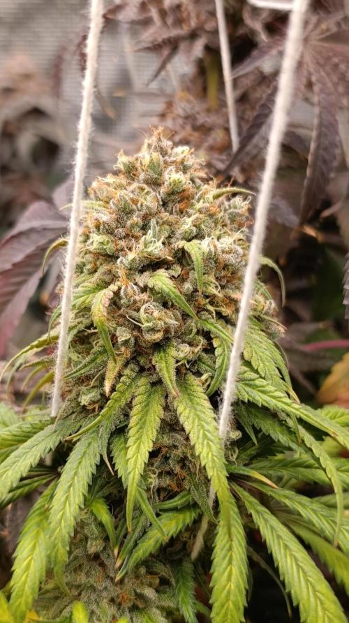 Malasana cookies/Exotic seeds. Week 16