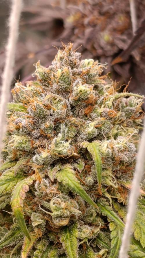 Malasana cookies/Exotic seeds. Week 16
