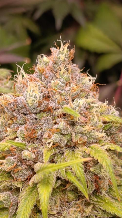 Malasana cookies/Exotic seeds. Week 16