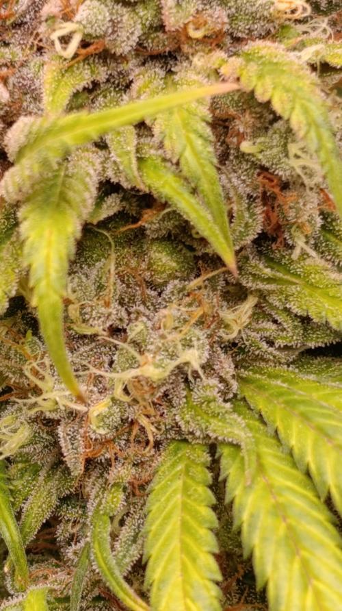 Malasana cookies/Exotic seeds. Week 16