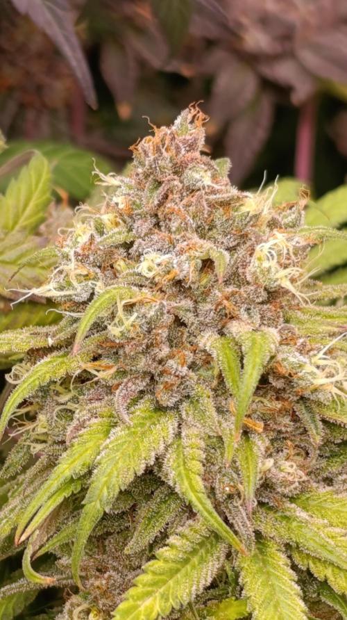 Malasana cookies/Exotic seeds. Week 16
