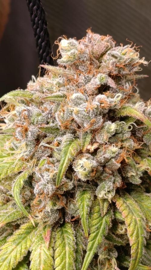 Malasana cookies/Exotic seeds. Week 16