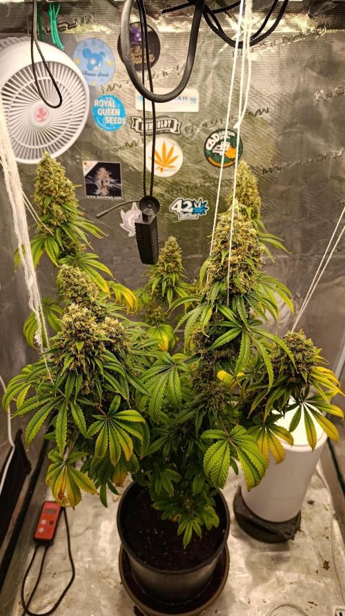 Eternity Grow cup 2026 /Sticky broccoli. Week 17