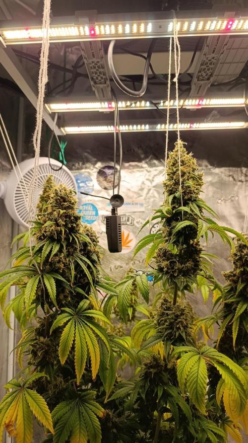 Eternity Grow cup 2026 /Sticky broccoli. Week 17