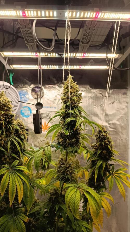 Eternity Grow cup 2026 /Sticky broccoli. Week 17