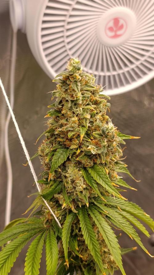Eternity Grow cup 2026 /Sticky broccoli. Week 17