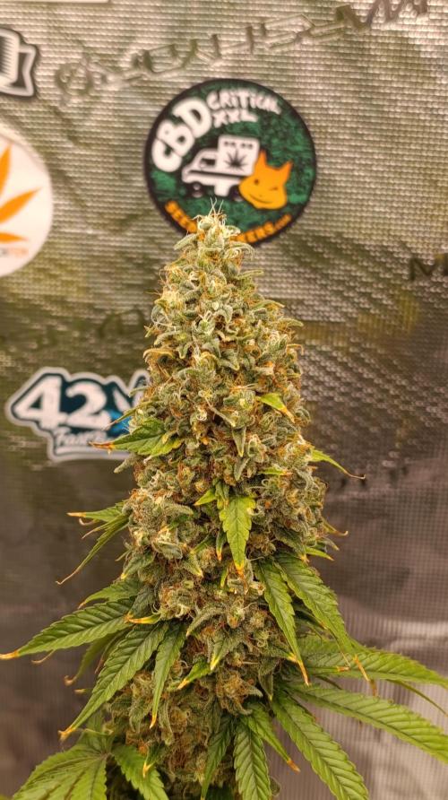 Eternity Grow cup 2026 /Sticky broccoli. Week 17