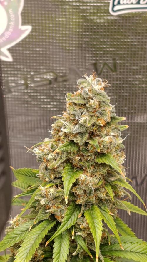 Eternity Grow cup 2026 /Sticky broccoli. Week 17