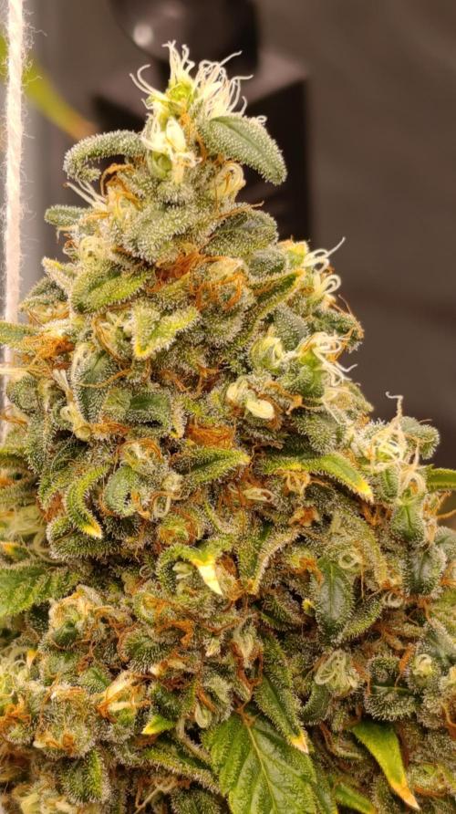 Eternity Grow cup 2026 /Sticky broccoli. Week 17
